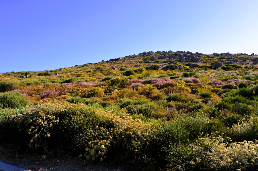 0 Bedroom Property for Sale in Steenbergs Cove Western Cape